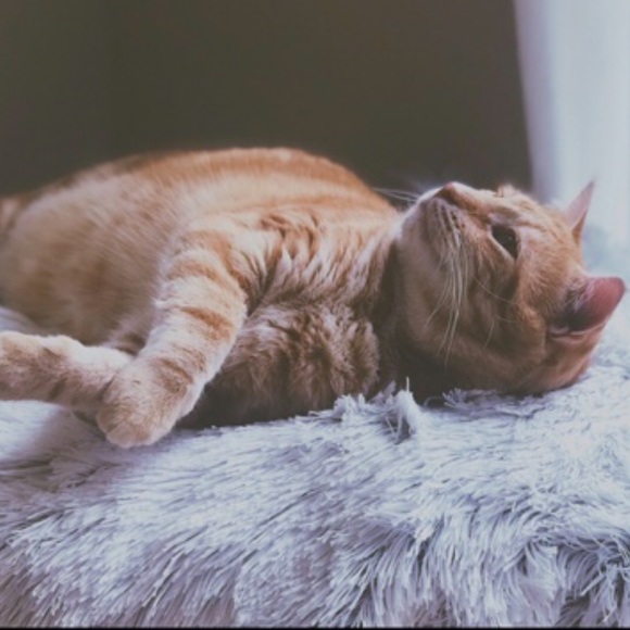 Meet your Posher, Crystal - Picture 4 of 4